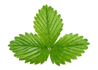 single leaf of wild, woodland, Alpine, strawberry, or European strawberry, or fraisier des bois (Fragaria vesca) in detail