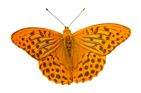 orange brown butterfly silver-washed fritillary (Argynnis paphia) sitting on thistle blossoms