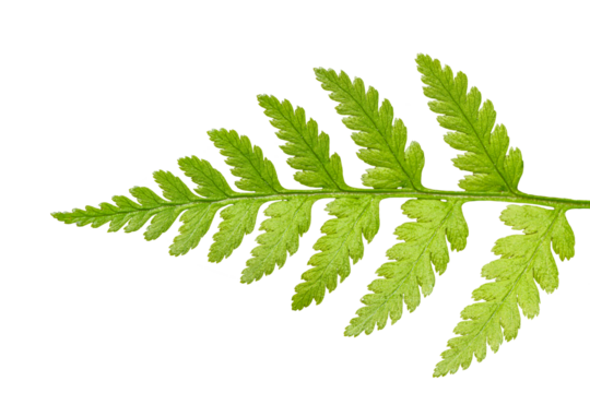 detail on tip leaf of fern