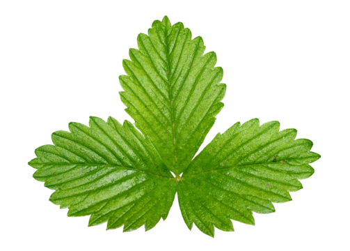 single leaf of wild, woodland, Alpine, strawberry, or European strawberry, or fraisier des bois (Fragaria vesca) in detail