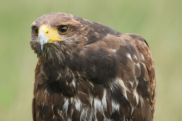 A portrait of a Harris's Hawk against a green background
