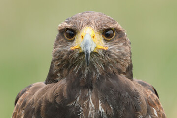 A portrait of a Harris's Hawk against a green background
