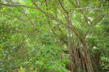 Banyan Tree in Taxila 