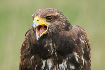 Obraz premium A portrait of a Harris's Hawk calling out loud 