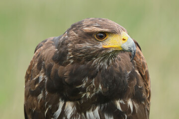 Obraz premium A portrait of a Harris's Hawk against a green background 