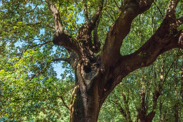 Fototapeta premium tree in the forest