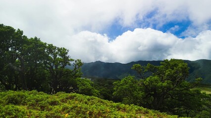 Obraz premium Madeira, Portugal. The magical Fanal Forest is part of the Laurisilva forest. Aerial view from drone with low clouds and trees