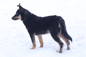  shepherd dog puppy full body photo on leash with human legs on snowy background