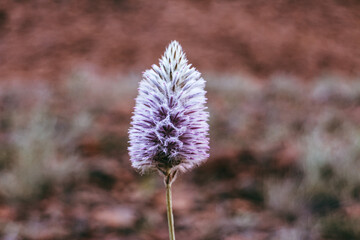 Closeup of a mulla mulla in full bloom in Uluru national park. Summer, spring purple pink and white flower. Wildflower in the desert, red centre In Australia. Northern Territory. 