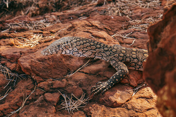 Big and beautiful sand monitor lizard. White, black and bown spotted skin. Lizard tanning on the...