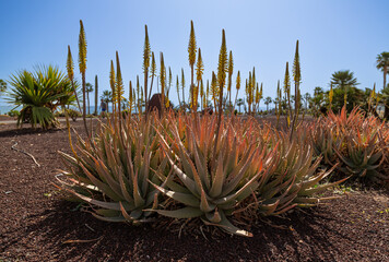Serene Aloe: A natural oasis