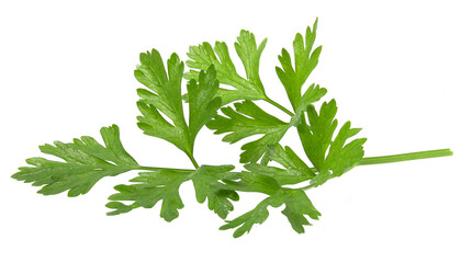 A sprig of parsley isolated for creating photo designs and compositions.
