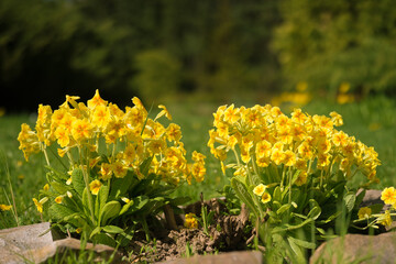 Obraz premium Bushes of yellow primrose flowers on a flowerbed decorated with stones close-up against the background of a blurred lawn and a spring garden. Background