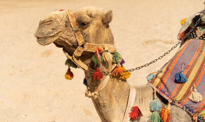 Camel sitting on the beach, riding camel in Egypt, arabian safari, vacation activities	