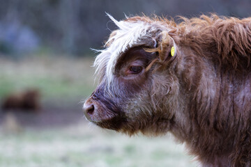 Fototapeta premium Highland cattle - calf 