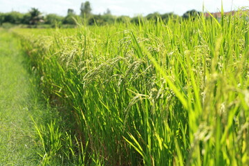 The rice fields of agriculture that are blooming long beautiful green