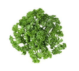 fresh parsley herb isolated on transparent png