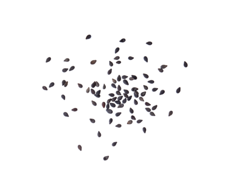 sesame isolated on transparent png