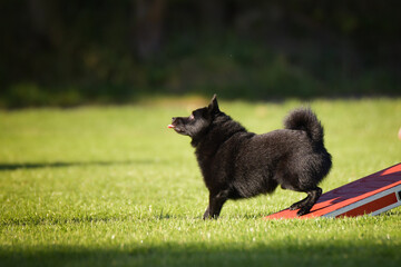 Dog is running on agility see-saw. She is so incredible dog on agility.
