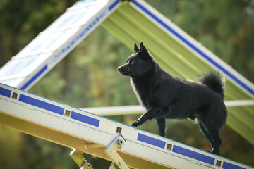 Dog is running on agility see-saw. She is so incredible dog on agility.