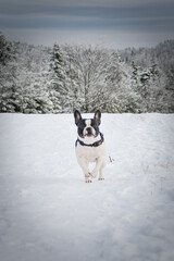 French buldog is running on the field in the snow. Winter fun in the snow.