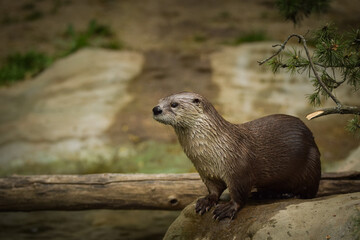 Otter in the zoo enclosure. Otter in nature. 