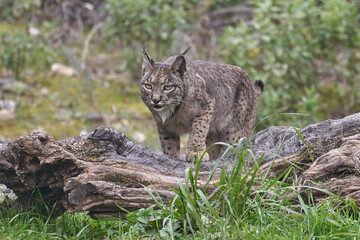 Naklejka na ściany i meble Beautiful female Iberian lynx looks forward attentively putting a paw on a trunk of a tree that is on the ground in a forest of the Sierra Morena, in Cádiz, Andalusia, Spain