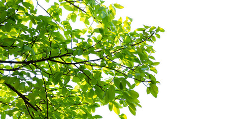 Obraz premium Green leaves isolated on white background. Image add a layer mask. make work path from selection.