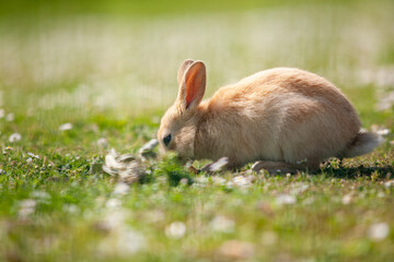 Rudy królik na łące