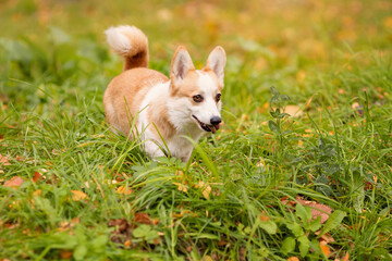 Funny welsh corgi pembroke dog looks like fox walking on grass