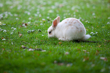 Biały króliczek skubiący trawkę wsród stokrotek - obrazy, fototapety, plakaty