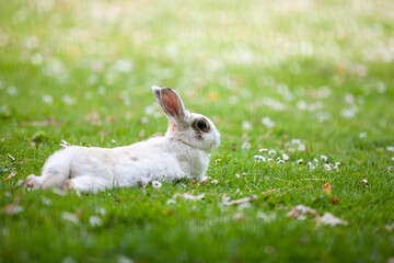 Naklejka premium Biały królik odpoczywający na trawie
