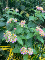 great bush of pink flower blooming in the garden