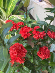 Fototapeta premium great bush of red flower blooming in the garden
