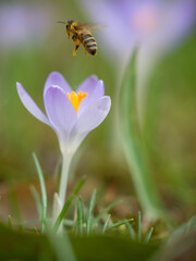 Auf einer Wiese fliegt eine Biene über einen aufgeblühten Krokus und sammelt Nektar und Pollen.
