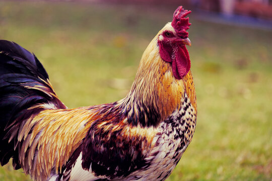 Angry rooster. This photo is the definition of "angry birds."

