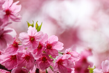 The beautiful sakura (cherry blossom) bloom in the garden