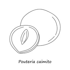 Hand Drawn Sketch abiu fruit or Pouteria caimito whole and cut isolated on White Background. Tropical linear Abiu fruits. Vector illustration