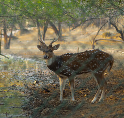 Naklejka na ściany i meble Deer in Delhi park area