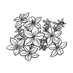 Obraz premium Campanula sketch. Black outline on white background. Drawing vector graphics with floral pattern for design. Vector illustration.