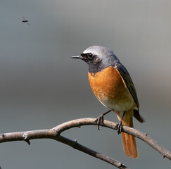Common redstart, Phoenicurus phoenicurus. A bird sits on a tree branch