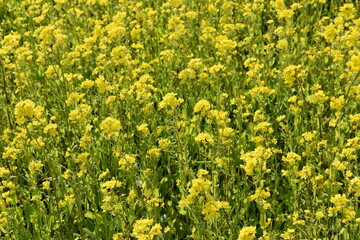 菜の花畑