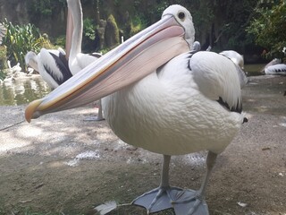 ( Pelecanus conspicillatus ) Timor pelicans, water birds that have a pouch under their long beak to store the fish they catch. It seems they are roaming around pampering themselves.