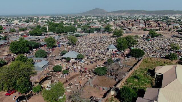 The busy cattle market in Gombe, Nigeria - aerial push in flyover