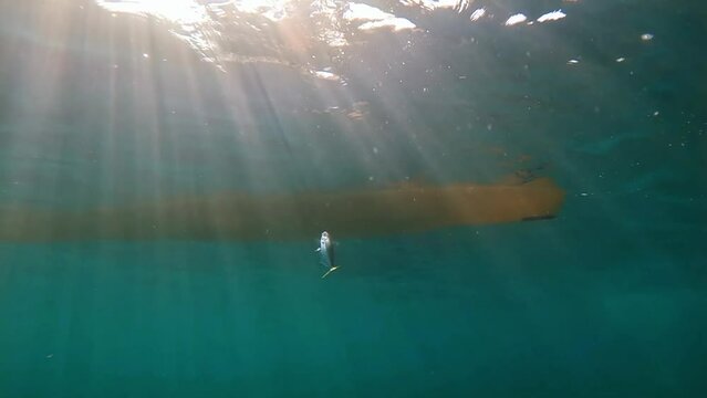Kayak fishing, trolling fishing. Underwater view of a oblade fish hooked to a lure being pulled out of water by a fisherman standing on a kayak off the coast of Mil Palmeras Beach.