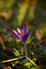 Fototapeta premium Krokus - Frühling