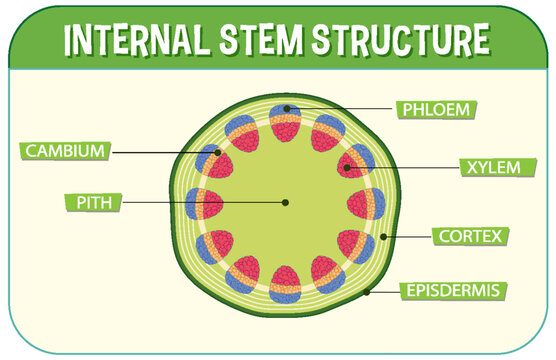 Internal structure of stem diagram