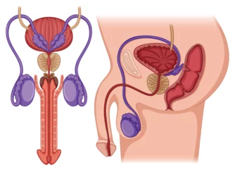 Peel and stick wall murals Kids Inside the male reproductive system