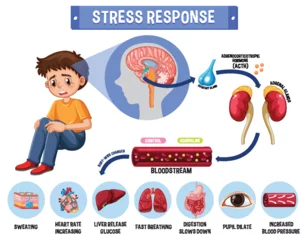 Acrylic prints Kids Stress response system scheme