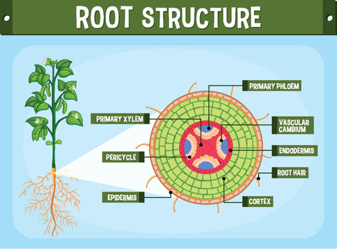 Internal structure of root diagram